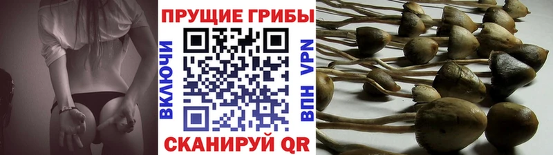гидра зеркало  Еманжелинск  Псилоцибиновые грибы мицелий 